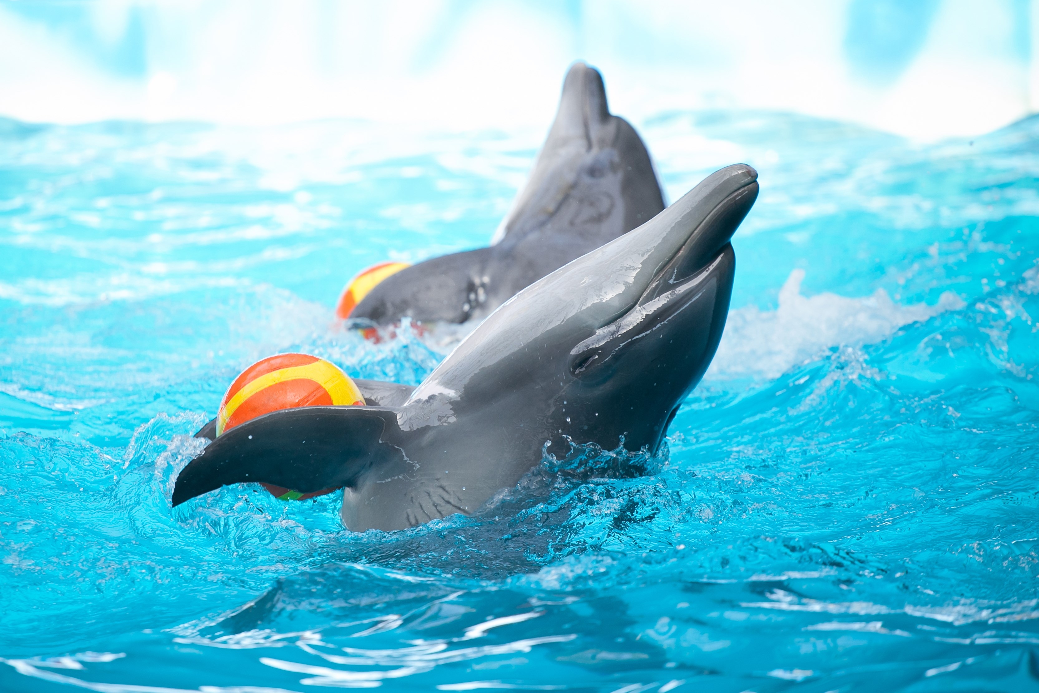 Dolphins